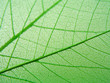 green leaves detail