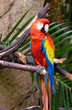 parrot 11