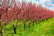 fruit orchard fruit orchard