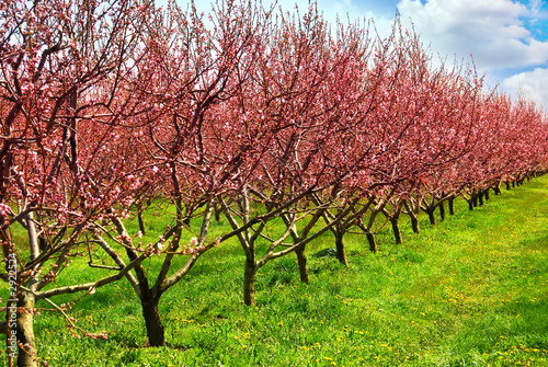 Photo: fruit orchard fruit orchard