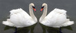 swan lake