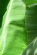 green banana leave