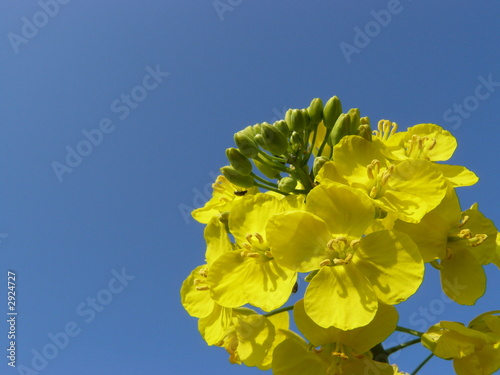 fleur de colza