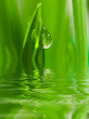 fresh grass with dew drops