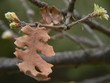 Foto: en forêt en forêt