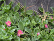 pink ice flowers