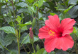 red hibiscus 1