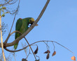 wild parrot