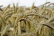 Photo: Kornfeld Kornfeld