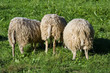 Photo: scha(r)fe girls scha(r)fe girls
