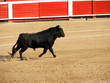 bullfight bullfight
