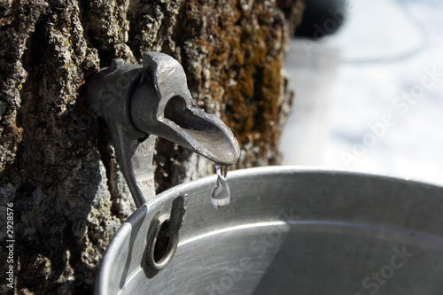 Photo: collecting sap to produce maple syrup collecting sap to produce maple syrup