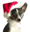 chien de noël