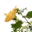 yellow rosemallow (hibiscus sp.)