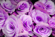 flowers of the begonia