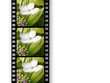 flower film