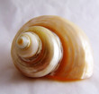 polished silver turban seashell