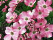 fiori rosa