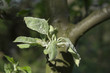 powdery mildew infection