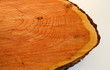 slice of tree