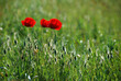 3 coquelicots