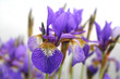 flores violeta con fondo blanco