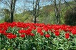 tulpenwiese