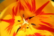 tulpe