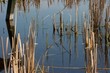swamp