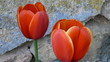 fleurs