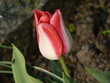 tulipe blanc & rouge