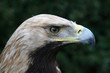 kaiseradler