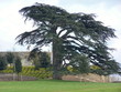 the gardens at amboise