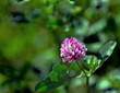 fiore di campo