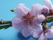 pfirsichblüte