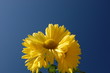 chrysanthemum and blue sky