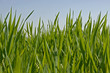 grass