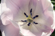 coeur de tulipe