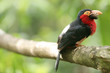 parrot