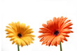 fiori giallo e rosso con gocce d'acqua
