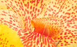 orchid abstract