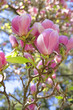 magnolia