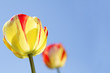 tulips and sky
