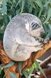 koala bear