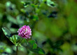 fiore primaverile