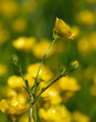 fiore di campo