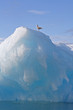 iceberg with lone bird