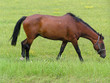 cavallo al pascolo