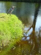 great blue heron