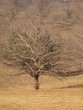 winter tree